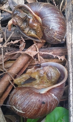 Plekocheilus gibbonius