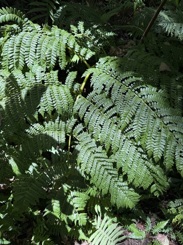 Marattia douglasii observed 2025-07-05