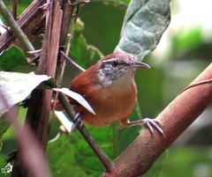 Cantorchilus longirostris