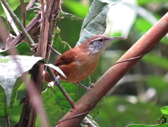 Cantorchilus longirostris