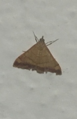 Pyrausta pseudonythesalis