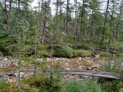 Picea jezoensis jezoensis