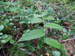 Streptopus streptopoides