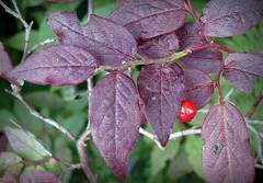 Vaccinium erythrocarpum