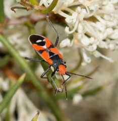 Melanerythrus mactans