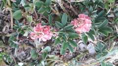 Indigofera spicata
