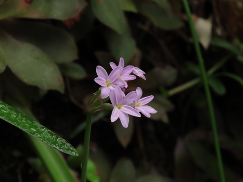 Garden Route Garlic (Tulbaghia maritima)