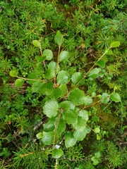 Betula divaricata