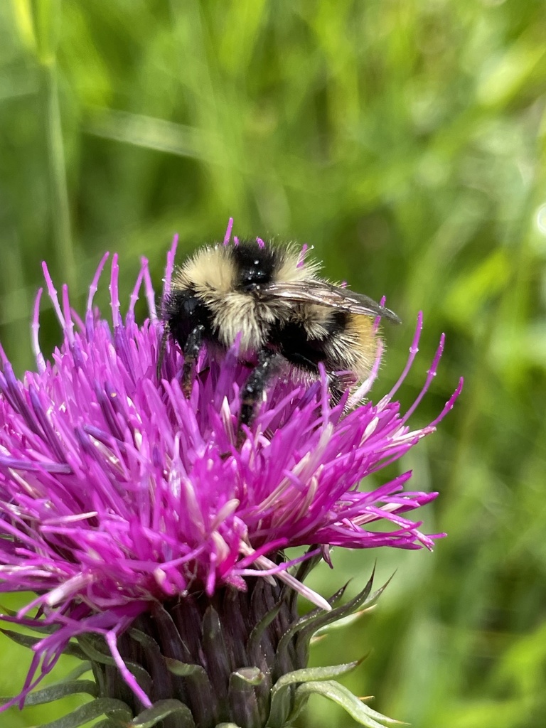 Bombus mucidus