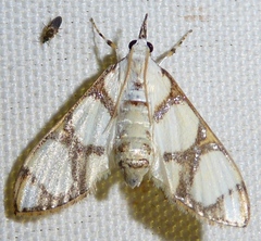 Cirrhochrista kosemponialis