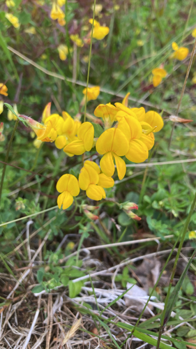 bird's-foot trefoil