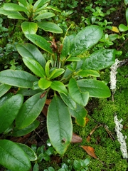 Rhododendron aureum