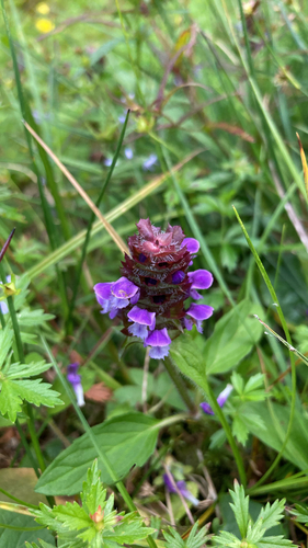 common selfheal