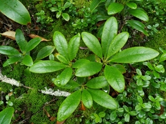 Rhododendron aureum