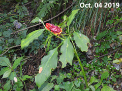 Arisaema amurense