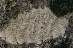 Lecanora caesiorubella merrillii