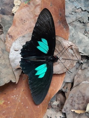 Parides sesostris