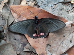 Parides sesostris