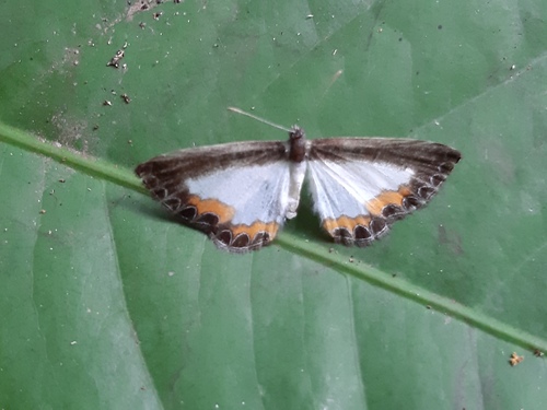 Nymphidium omois
