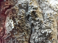 Lecanora caesiorubella merrillii