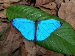 Morpho marcus