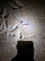 Dipodomys ingens