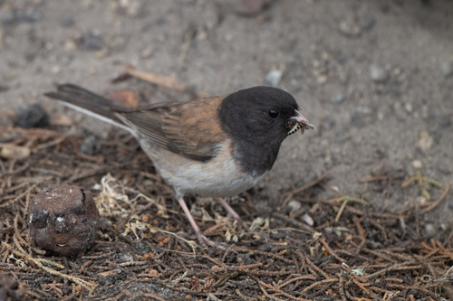 Point Pinos Junco