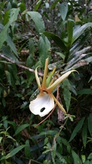 Angraecum viguieri image