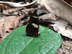 Heliconius sara sara