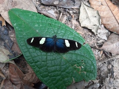 Heliconius sara sara
