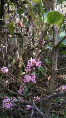 Medinilla
