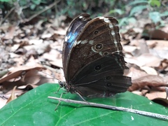 Morpho helenor theodorus