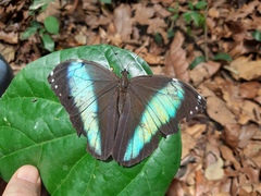 Morpho helenor theodorus