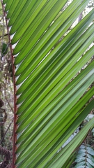 Dypsis baronii