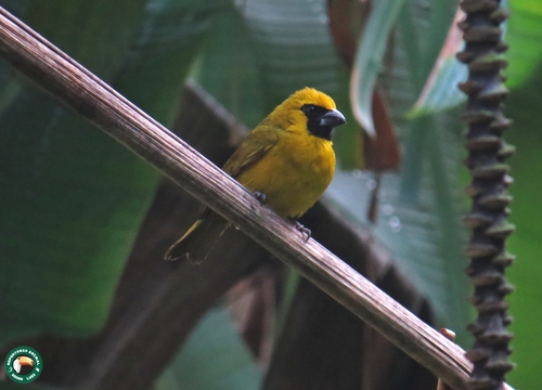 Yellow-green Grosbeak