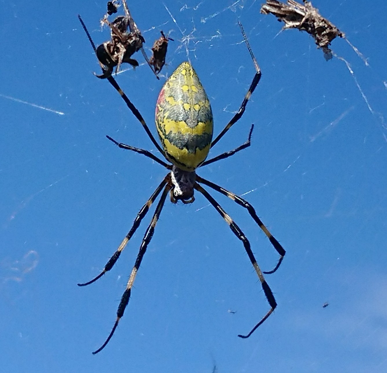 Trichonephila Clavata Natusfera