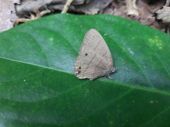 Hermeuptychia fallax