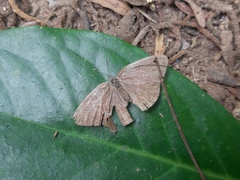 Hermeuptychia fallax