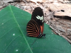 Heliconius demeter