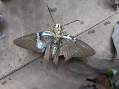 Astraptes fulgerator azul
