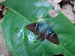 Astraptes fulgerator azul