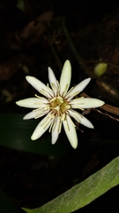 Passiflora rovirosae