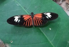Heliconius demeter