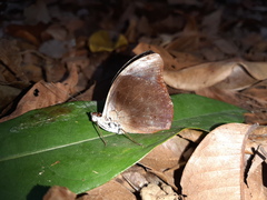 Catonephele acontius acontius