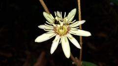 Passiflora rovirosae