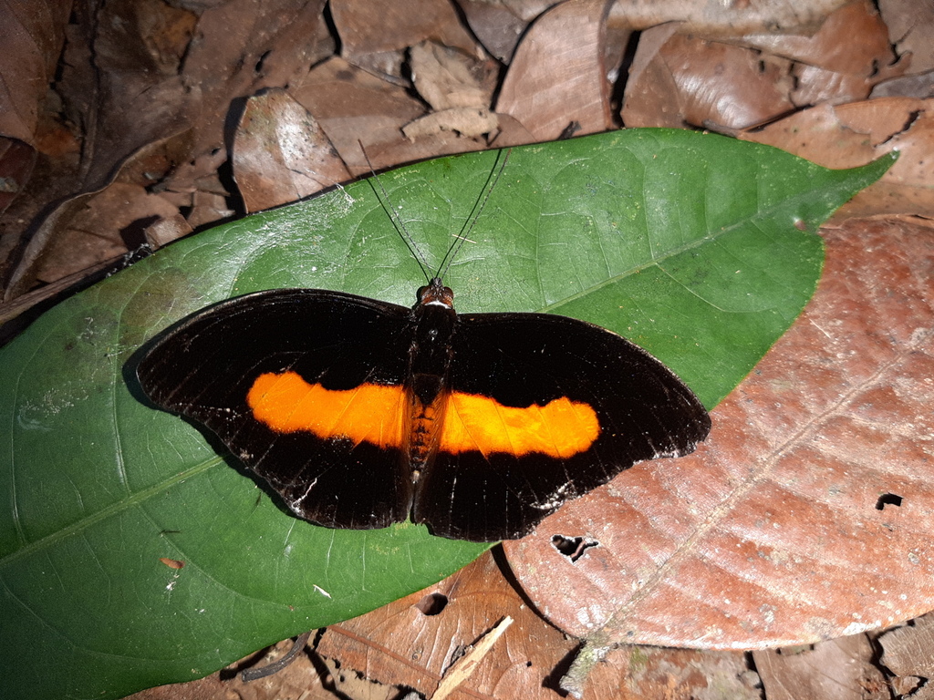 Unspotted Firewing