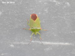 Acanthosoma labiduroides