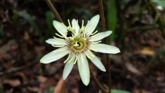 Passiflora rovirosae