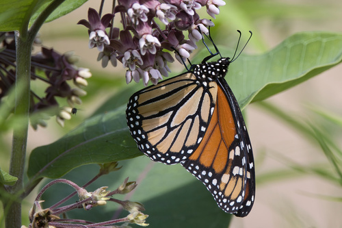 Monarch photographed in Wisconsin