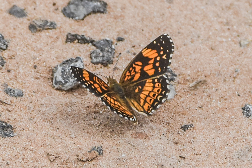 Gorgone Checkerspot photo 5